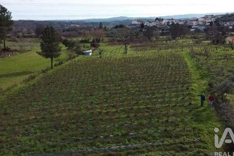 Terra a Covilha, Castelo Branco, Covilha - € 99.000 | Ref: 137191 - foto 2