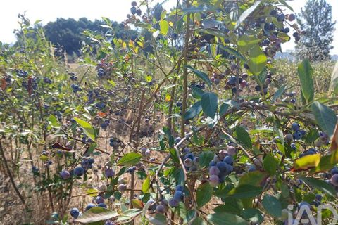 Terra a Covilha, Castelo Branco, Covilha - € 99.000 | Ref: 137191 - foto 3