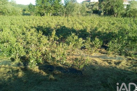 Terra a Covilha, Castelo Branco, Covilha - € 99.000 | Ref: 137191 - foto 6