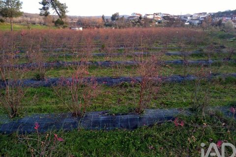 Terra a Covilha, Castelo Branco, Covilha - € 99.000 | Ref: 137191 - foto 8