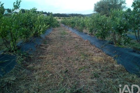 Terra a Covilha, Castelo Branco, Covilha - € 99.000 | Ref: 137191 - foto 9