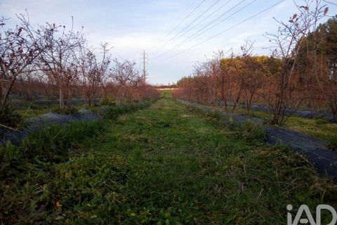 Terra a Covilha, Castelo Branco, Covilha - € 99.000 | Ref: 137191 - foto 12