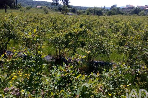 Terra a Covilha, Castelo Branco, Covilha - € 99.000 | Ref: 137191 - foto 13