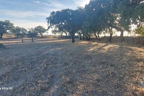 Terra a Portalegre, Portalegre, Portalegre - € 137.000 | Ref: 149716 - foto 12