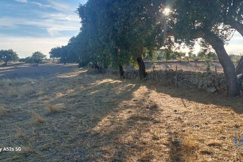 Terra a Portalegre, Portalegre, Portalegre - € 137.000 | Ref: 149716 - foto 14