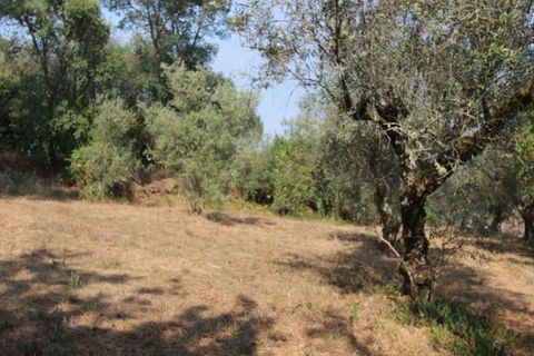 Terra a Arrifana, Aveiro, Arrifana - € 50.000 | Ref: 2563 TER - foto 4