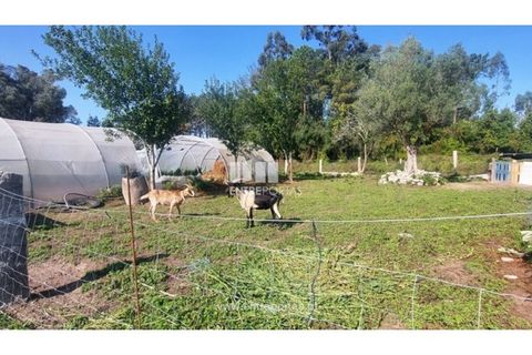 Villa i Viana do Castelo, Viana do Castelo, Viana do Castelo - € 450.000 | Ref: VCM14246(1) - foto 18
