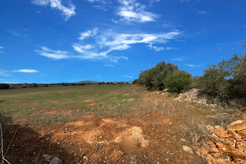 Terra a Santanyi, Mallorca, Santanyi - € 320.000 | Ref: FALC-StBa-75465 - foto 2
