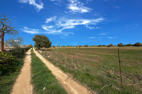 Terra a Santanyi, Mallorca, Santanyi - € 320.000 | Ref: FALC-StBa-75465 - foto 3