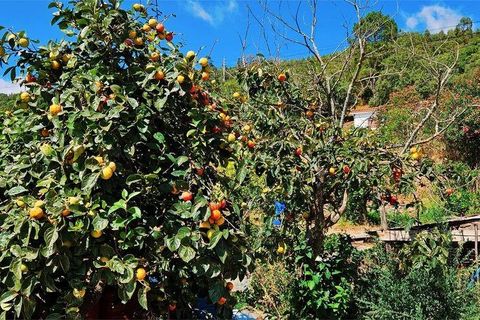 Rækkehus i Monchique, Faro, Monchique - € 350.000 | Ref: 150130 - foto 16