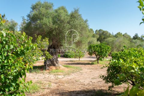 Finca i Benimussa, Ibiza, Benimussa - € 4.590.000 | Ref: 7453 - foto 15