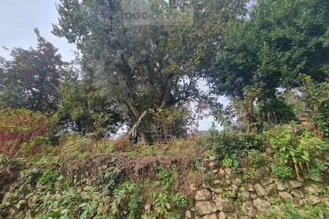 Farm i Ponte de Lima, Viana do Castelo, Ponte de Lima - € 60.000 | Ref: CAS_1875 - foto 16