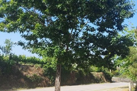 Helårsgrund i Chaves, Vila Real, Chaves - € 55.000 | Ref: 96526 - foto 5