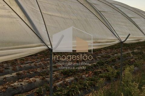 Landejendom i Valenca, Viana do Castelo, Valenca - € 250.000 | Ref: QUI_899 - foto 5