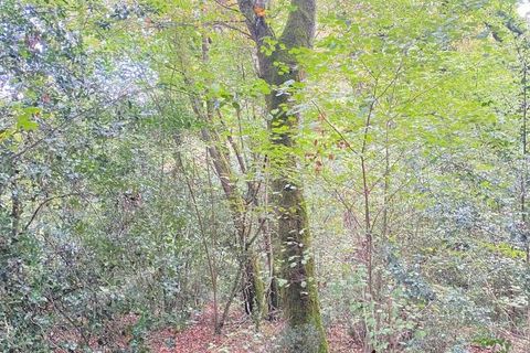 Helårsgrund i Sainte-Colombe, Landes, Sainte-Colombe - € 87.000 | Ref: DOM24379 - foto 9