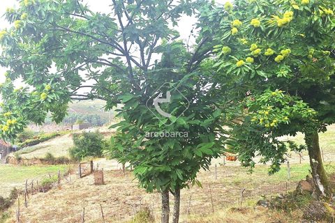 Byhus i Ponte de Lima, Viana do Castelo, Ponte de Lima - € 110.000 | Ref: AV6422 - foto 9