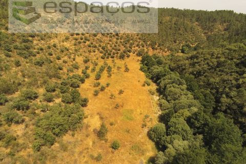 Helårsgrund i Castelo Branco, Castelo Branco, Castelo Branco - € 32.500 | Ref: 5776/EG - foto 10