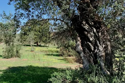 Farm hus i Alter do Chao, Portalegre, Alter do Chao - € 1.365.000 | Ref: C0486-00166 - foto 1