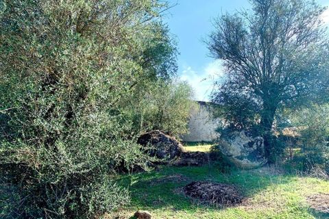 Farm hus i Alter do Chao, Portalegre, Alter do Chao - € 1.365.000 | Ref: C0486-00166 - foto 21