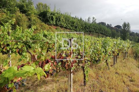 Helårsgrund i Souselo, Viseu, Souselo - € 62.500 | Ref: DSPMCANAVSMM64 - foto 5