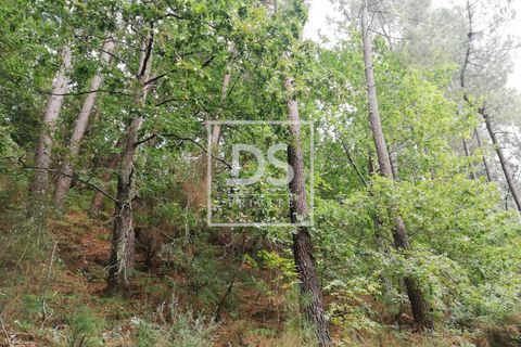 Helårsgrund i Souselo, Viseu, Souselo - € 62.500 | Ref: DSPMCANAVSMM64 - foto 11