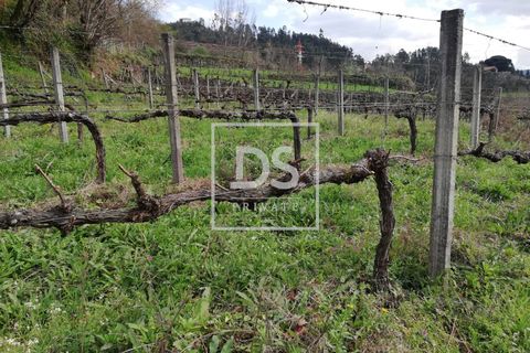 Helårsgrund i Souselo, Viseu, Souselo - € 62.500 | Ref: DSPMCANAVSMM64 - foto 13