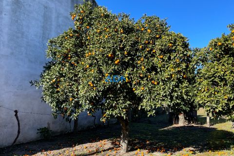 Terra a Alcains, Castelo Branco, Alcains - € 70.000 | Ref: 124046 - foto 3
