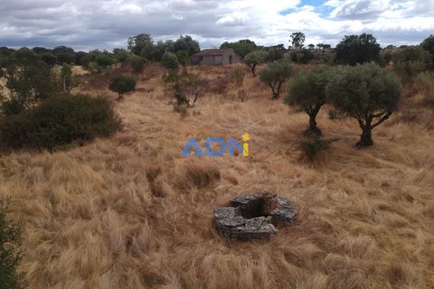 Helårsgrund i Rosmaninhal, Castelo Branco, Rosmaninhal - € 30.000 | Ref: 125100 - foto 7