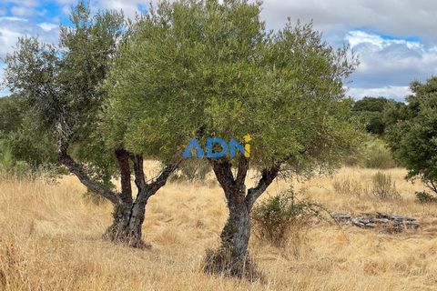Helårsgrund i Rosmaninhal, Castelo Branco, Rosmaninhal - € 30.000 | Ref: 125100 - foto 10