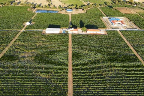 Farm hus i Redondo, Evora, Redondo - € 4.950.000 | Ref: C0364-04113 - foto 2