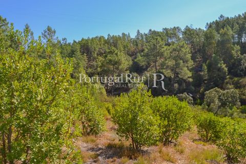 Helårsgrund i Proenca-a-Nova, Castelo Branco, Proenca-a-Nova - € 10.000 | Ref: SA239-B - foto 2