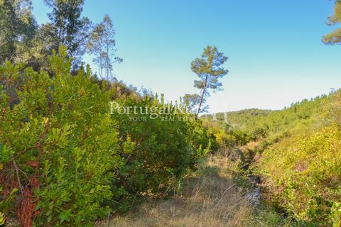 Helårsgrund i Proenca-a-Nova, Castelo Branco, Proenca-a-Nova - € 10.000 | Ref: SA239-B - foto 4