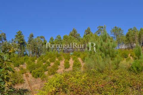 Helårsgrund i Proenca-a-Nova, Castelo Branco, Proenca-a-Nova - € 10.000 | Ref: SA239-B - foto 1