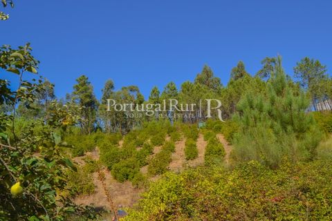 Helårsgrund i Proenca-a-Nova, Castelo Branco, Proenca-a-Nova - € 10.000 | Ref: SA239-B - foto 9