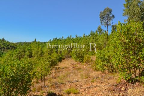 Helårsgrund i Proenca-a-Nova, Castelo Branco, Proenca-a-Nova - € 10.000 | Ref: SA239-B - foto 10