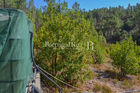 Helårsgrund i Proenca-a-Nova, Castelo Branco, Proenca-a-Nova - € 10.000 | Ref: SA239-B - foto 13