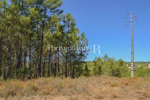 Helårsgrund i Proenca-a-Nova, Castelo Branco, Proenca-a-Nova - € 10.000 | Ref: SA239-B - foto 15