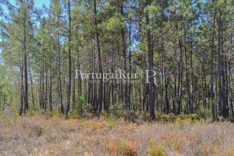 Helårsgrund i Proenca-a-Nova, Castelo Branco, Proenca-a-Nova - € 10.000 | Ref: SA239-B - foto 16