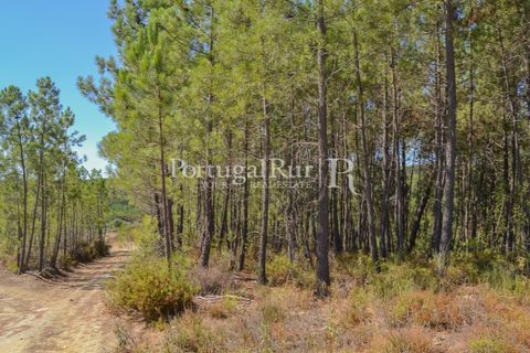 Helårsgrund i Proenca-a-Nova, Castelo Branco, Proenca-a-Nova - € 10.000 | Ref: SA239-B - foto 17