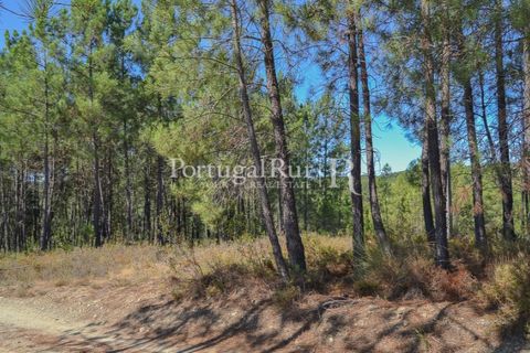 Helårsgrund i Proenca-a-Nova, Castelo Branco, Proenca-a-Nova - € 10.000 | Ref: SA239-B - foto 18