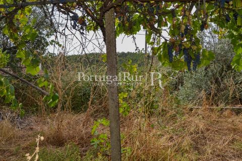 Landejendom i Proenca-a-Nova, Castelo Branco, Proenca-a-Nova - € 30.000 | Ref: SA230 - foto 18