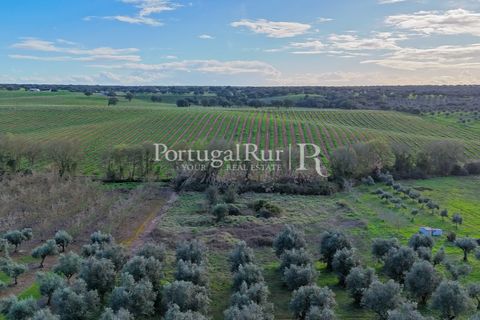 Farm hus i Avis, Portalegre, Avis - € 224.000 | Ref: FG480 - foto 3
