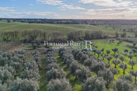Farm hus i Avis, Portalegre, Avis - € 224.000 | Ref: FG480 - foto 7