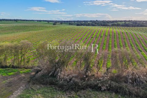 Farm hus i Avis, Portalegre, Avis - € 224.000 | Ref: FG480 - foto 9