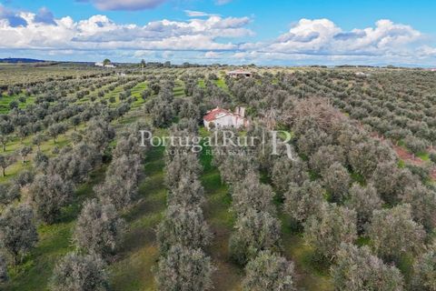 Farm hus i Avis, Portalegre, Avis - € 224.000 | Ref: FG480 - foto 10