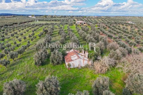 Farm hus i Avis, Portalegre, Avis - € 224.000 | Ref: FG480 - foto 11