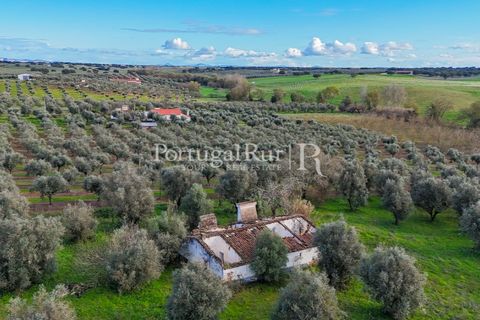 Farm hus i Avis, Portalegre, Avis - € 224.000 | Ref: FG480 - foto 12