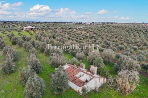 Farm hus i Avis, Portalegre, Avis - € 224.000 | Ref: FG480 - foto 15