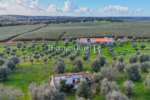 Farm hus i Avis, Portalegre, Avis - € 224.000 | Ref: FG480 - foto 16
