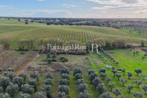 Farm hus i Avis, Portalegre, Avis - € 224.000 | Ref: FG480 - foto 19
